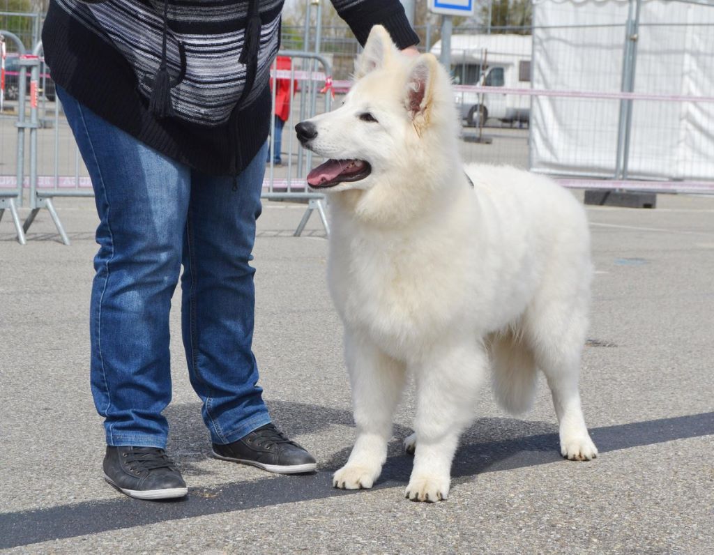 du domaine de la patte blanche - Exposition Canine Internationale de Mulhouse