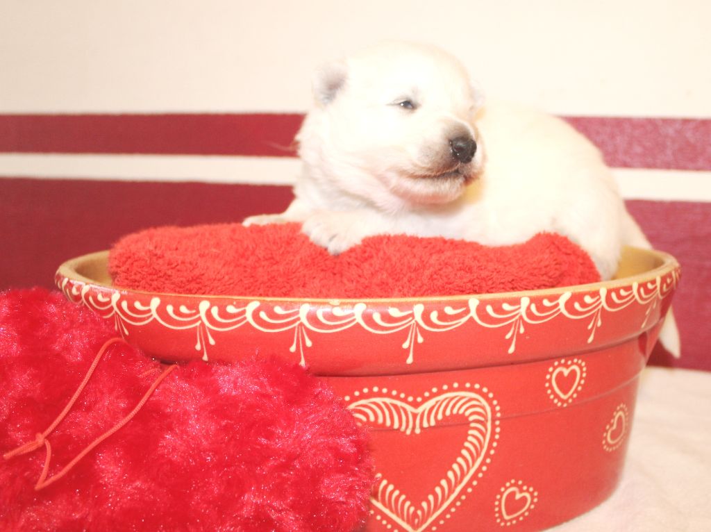 du domaine de la patte blanche - Chiot disponible  - Berger Blanc Suisse