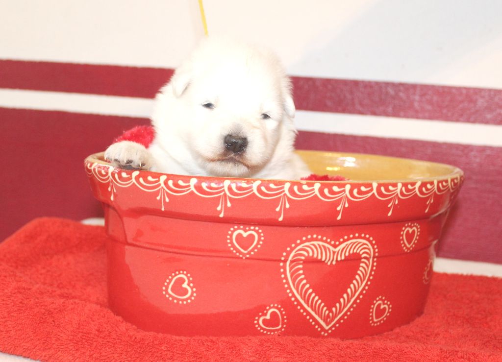 du domaine de la patte blanche - Chiot disponible  - Berger Blanc Suisse