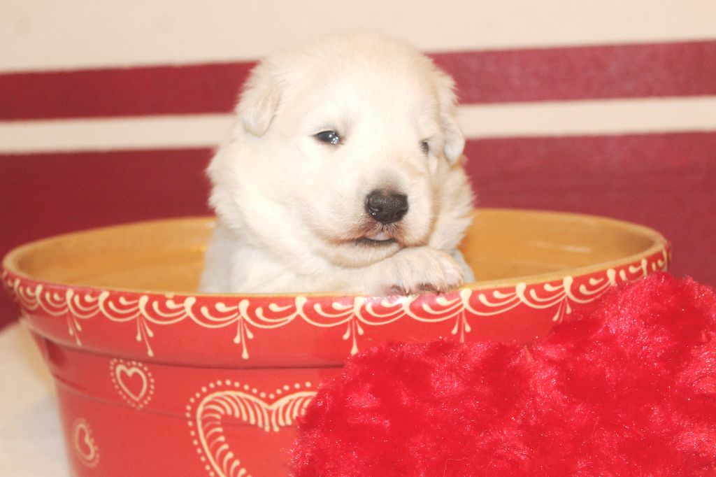 du domaine de la patte blanche - Chiot disponible  - Berger Blanc Suisse