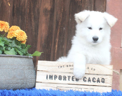 CHIOT Mâle collier Bleu Foncé