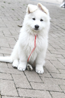 CHIOT Mâle collier Rouge