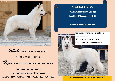 du domaine de la patte blanche - Berger Blanc Suisse - Portée née le 26/10/2024