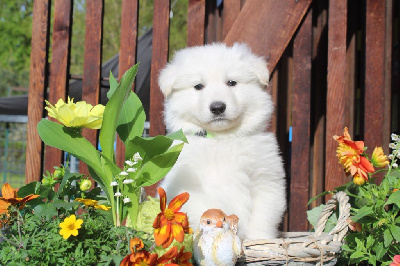 CHIOT Femelle collier Vert Clair