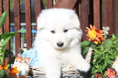 CHIOT Mâle collier Bleu Clair