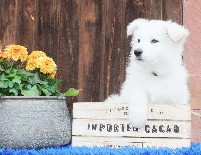 CHIOT Mâle collier Bleu Foncé