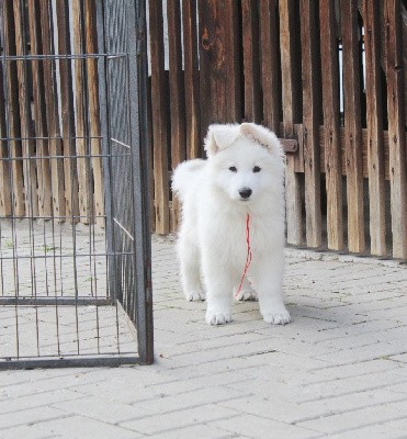 CHIOT Mâle collier Rouge