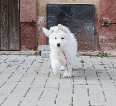 CHIOT Mâle collier Rouge