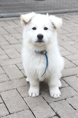 CHIOT Mâle collier Bleu Foncé