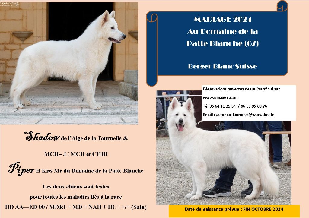 chiot Berger Blanc Suisse du domaine de la patte blanche