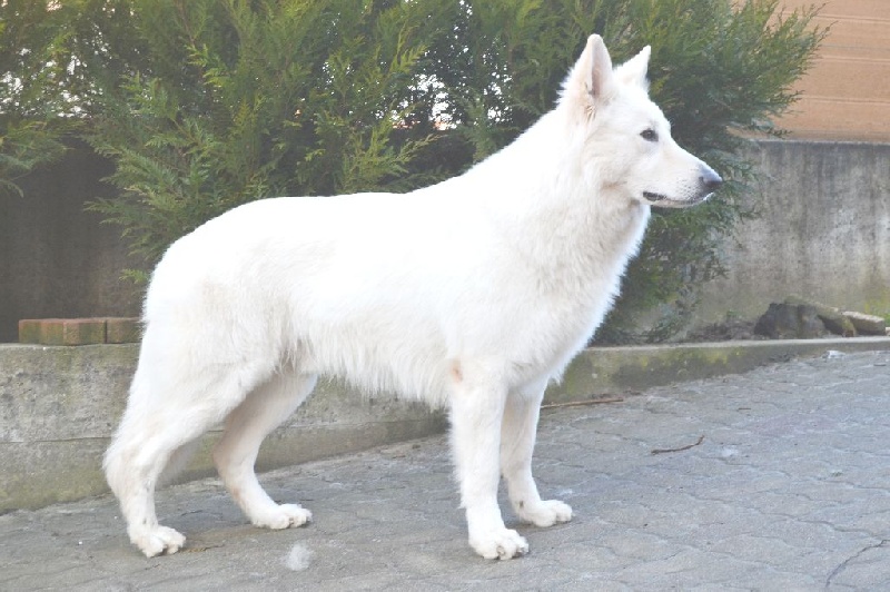 CH. Hallo devil junior du domaine de la patte blanche