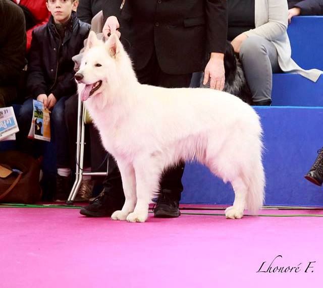 CH. Lord tyson for max Du Bois Des Ternes