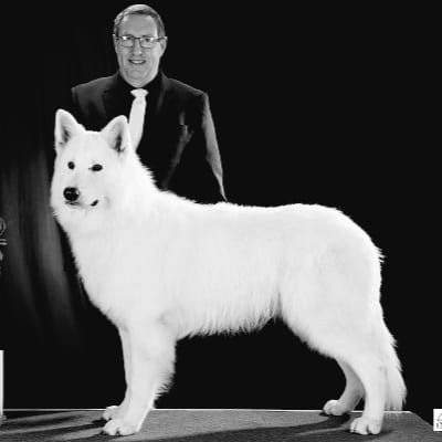 du domaine de la patte blanche - MCH J NEW WHITE WOLF DU DOMAINE DE LA PATTE BLANCHE