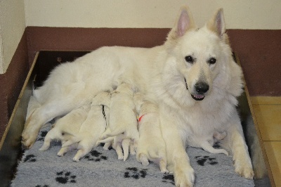 du domaine de la patte blanche - Les bébés ont 12 jours....