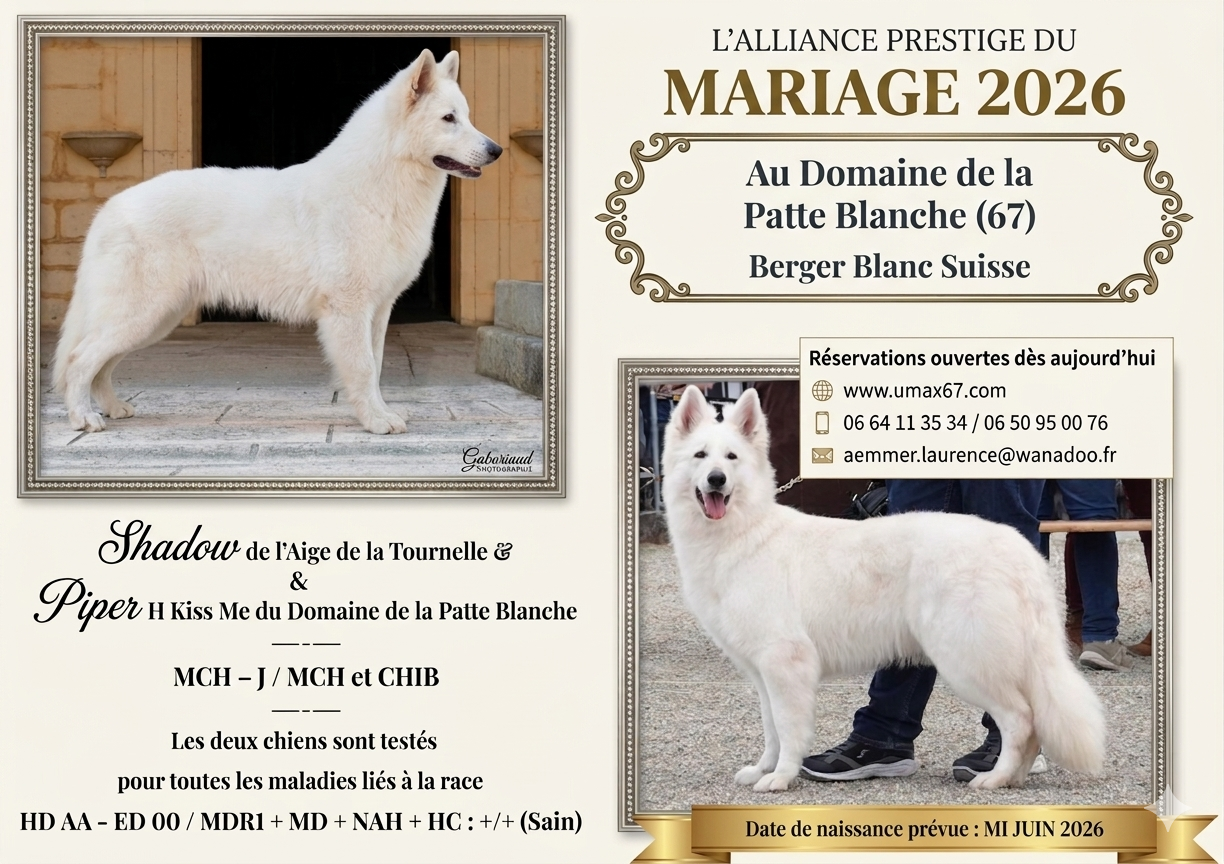 CHIOTS BERGER BLANC SUISSE A VENIR JUIN 2026