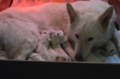 du domaine de la patte blanche - Les bébés sont nés