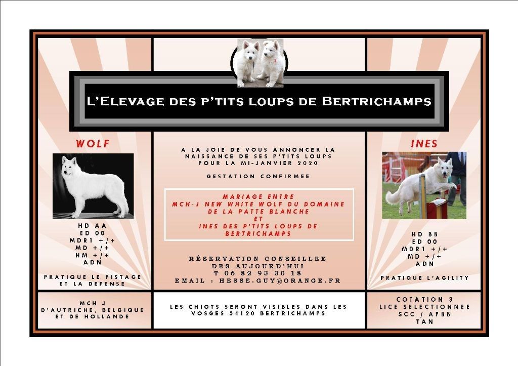 du domaine de la patte blanche - Les bébés de Gros nounours