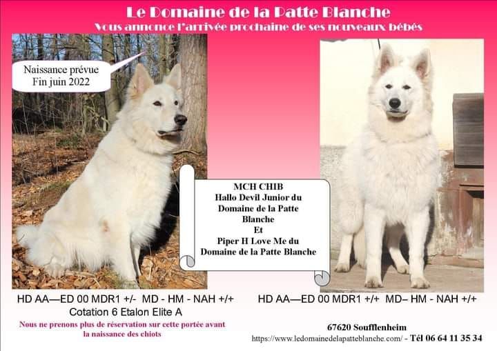du domaine de la patte blanche - NAISSANCE CHIOTS DEVIL ET PIPER