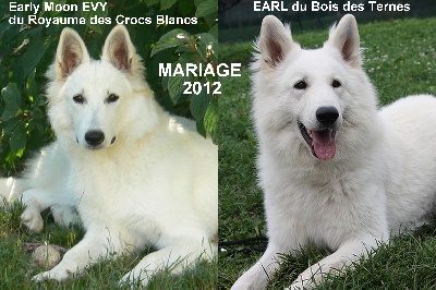 du domaine de la patte blanche - Les fiancés se sont rencontré ....
