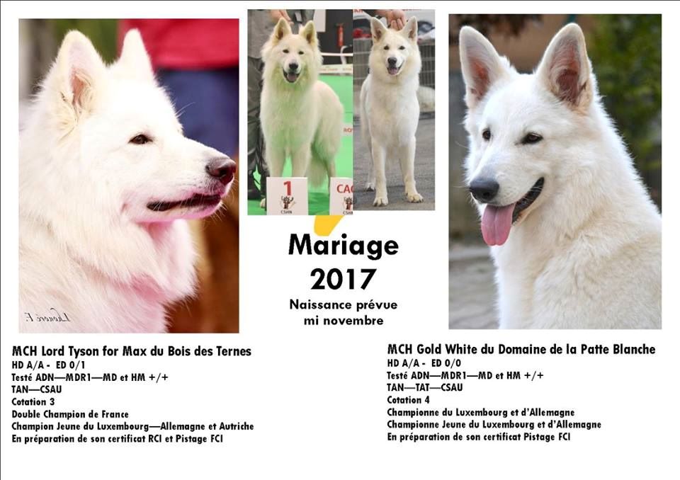 du domaine de la patte blanche - Naissance fin 2017