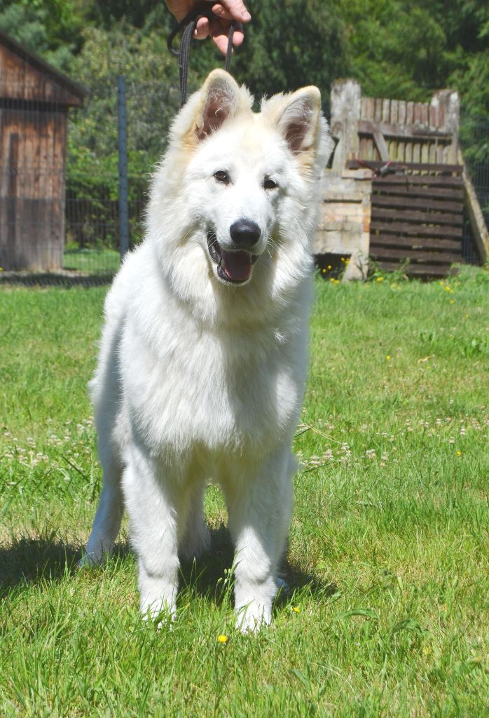du domaine de la patte blanche - NEW WHITE WOLF DU DOMAINE DE LA PATTE BLANCHE