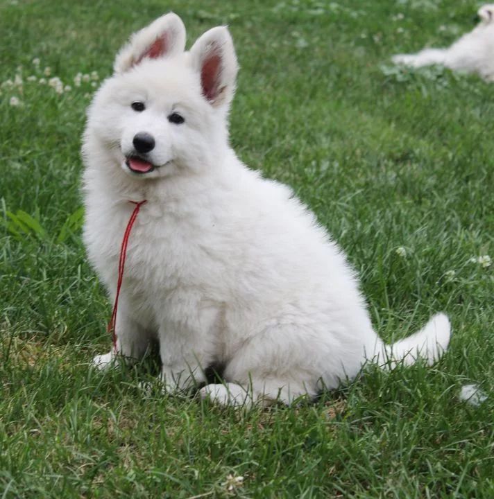 NAISSANCE CHIOTS PRUE