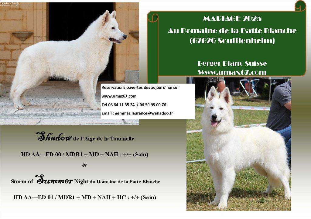 du domaine de la patte blanche - CHIOTS BBS A RESERVER FIN 2025