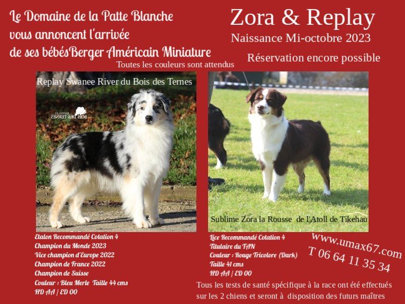 Chiot Berger Américain Miniature du domaine de la patte blanche