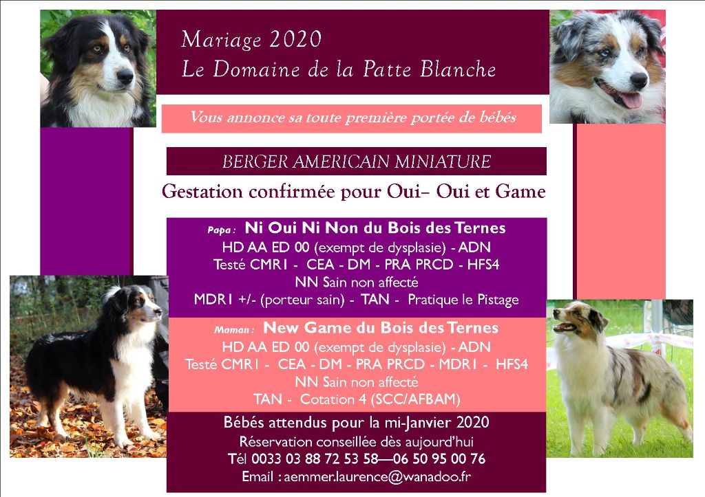 du domaine de la patte blanche - Berger Américain Miniature - Portée née le 17/01/2020