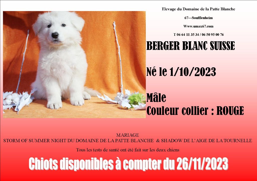 CHIOT MÂLE COLLIER ROUGE