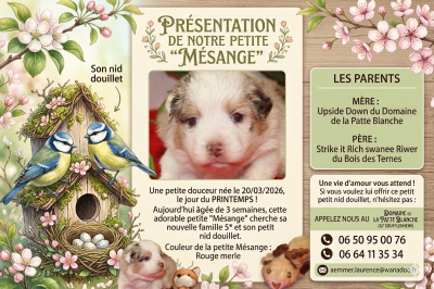 Chiot N°5