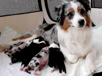 CHIOT MALE BLEU MERLE