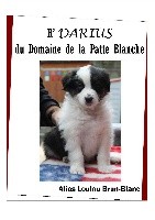 R'DARIUS du Domaine de la Patte Blanche 