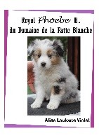 ROYAL PHOEBE H. du Domaine de la Patte Blanche 
